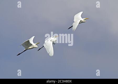 Grandi Egrets in volo Foto Stock