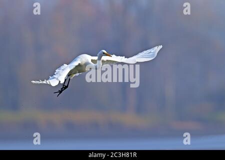 Grande Egret in volo / Ardea alba Foto Stock