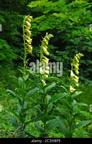 Guanto di vollore a fiore grande, guanto di volluso perenne giallo, guanto di volluso giallo, digitalis grandiflora, Foto Stock