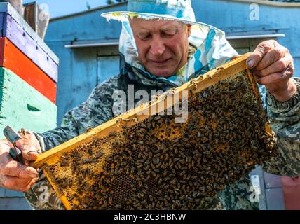 Il lavoro dell'apicoltore, l'apicoltore esamina, controlla e corregge i telai con nidi d'ape Foto Stock