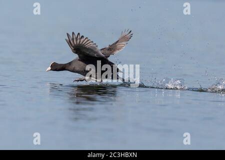 primo piano di un piede nero (fulica atra) che corre sulla superficie dell'acqua e spruzzi Foto Stock