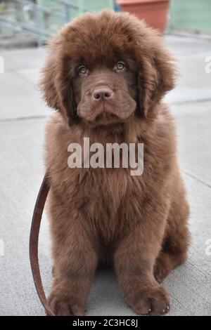 Bellissimo cane marrone cucciolo di Terranova seduto. Foto Stock