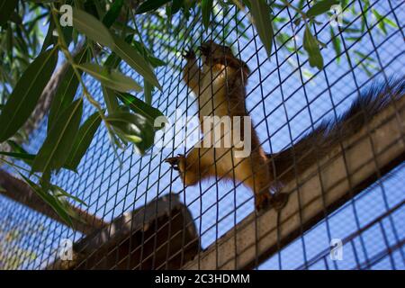 Splendido scoiattolo in gabbia corre nello zoo in una voliera, la conservazione della natura Foto Stock