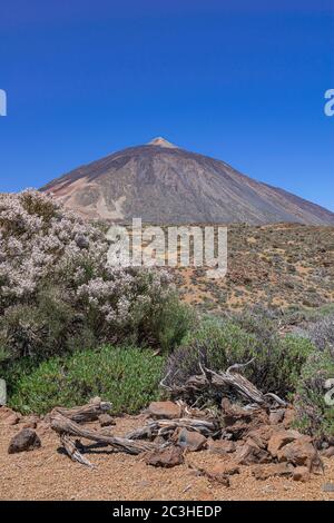 Paesaggio del parco nazionale vulcanico di Teide, con fioritura di Spartocytisus suranubius, Tenerife, isole Canarie, Spagna Foto Stock