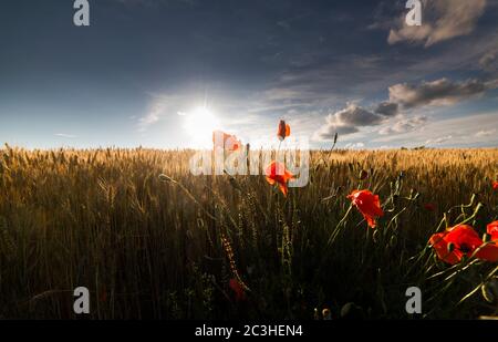 Bellissimi papaveri in un campo di grano all'alba Foto Stock