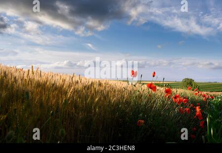 Bellissimi papaveri in un campo di grano all'alba Foto Stock