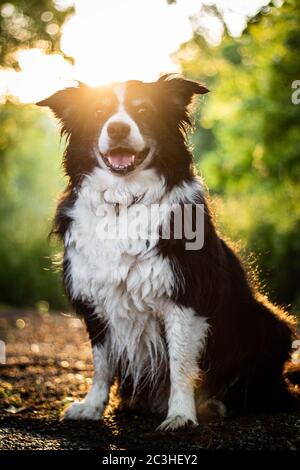 ritratto di tramonto di sorprendente sano e felice giovane nero e. collie bordo bianco Foto Stock