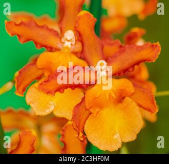 Orchidea arancione Cambria Catatante, fiorente con sfondo verde Foto Stock