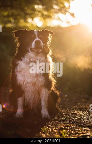 ritratto di tramonto di sorprendente sano e felice giovane nero e. collie bordo bianco Foto Stock