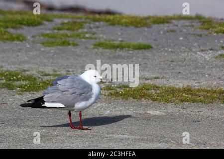 Gabbiano di Hartlaub in vento costiero (Larus hartlaubii) Foto Stock