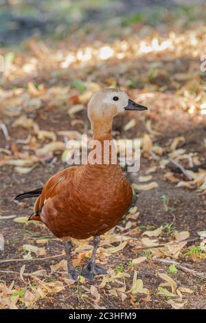 Pappatuck ruddy (Tadorna ferruginea), camminando su superficie di sabbia Foto Stock