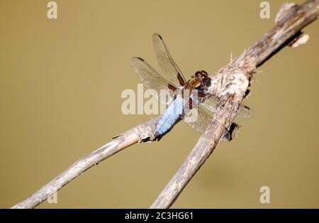 big blu libellula si siede su un ramo il giorno d'estate Foto Stock