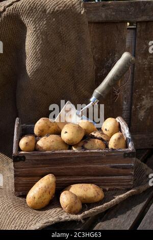 Patate raccolte in una cassa di legno, su sacco-stoffa e sfondo di legno. Foto Stock