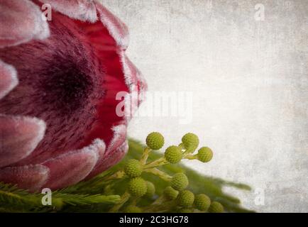 Primo piano del fiore Protea. Sfondo vintage con spazio per il tuo testo, Foto Stock