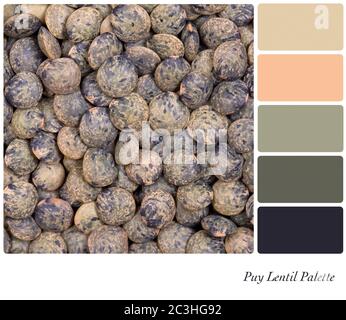 Una texture di fondo closeup lenticchie francesi Puy essiccate, in una tavolozza di colori con campioni di colore omaggio. Foto Stock