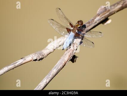 big blu libellula si siede su un ramo il giorno d'estate Foto Stock