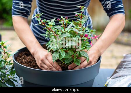 Donna che lavora all'esterno in un giardino che pianta piante di fiori giovani in una piantatrice. Le mani della donna piantano fuori pianta fiorente. Reimpianto / mettendo piante Foto Stock