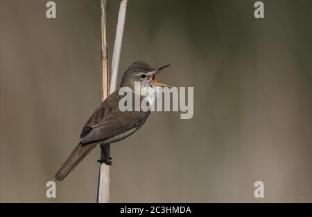 Il guerriere di Blyth, cantando da un fusto di canna Foto Stock