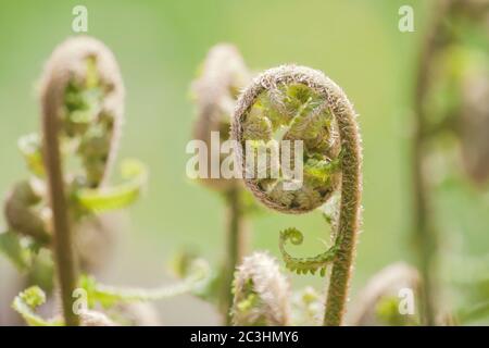 Particolare di verde felce fronti srotolare Foto Stock