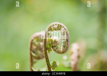 Particolare di verde felce fronti srotolare Foto Stock