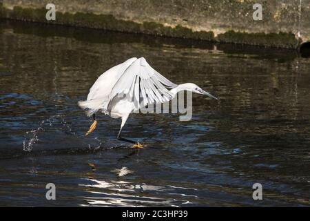 Una piccola garzetta Egret Egretta che prende il volo da acque poco profonde di un lago. Foto Stock