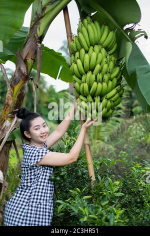 Giovane giardiniere asiatico donna sorridente e che tiene in giardino Banana d'oro ( Gros Michel ) Foto Stock