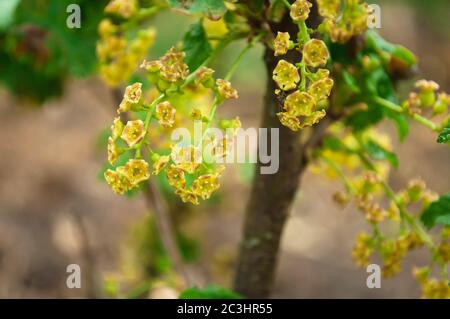 Ramo di ribes rosso in primavera durante la fioritura primo piano su uno sfondo sfocato. Giardinaggio. Messa a fuoco selettiva Foto Stock