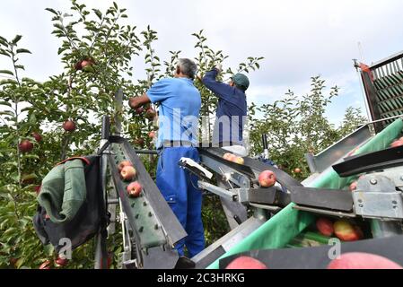 sassonia, Germania - 26 settembre 2018: Assistente alla raccolta di una macchina per la raccolta automatica di mele fresche mature in una piantagione Foto Stock