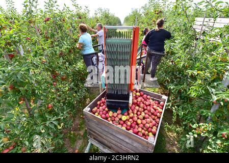 sassonia, Germania - 26 settembre 2018: Assistente alla raccolta di una macchina per la raccolta automatica di mele fresche mature in una piantagione Foto Stock