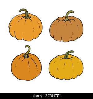 Raccolta di zucca arancione vettore Illustrazione Vettoriale