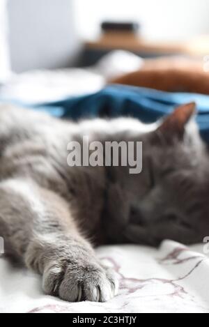 Gatto russo della Croce Blu dormiente sul letto Foto Stock