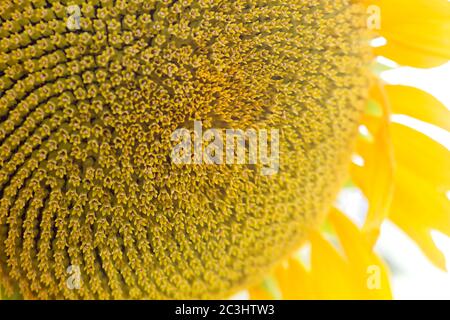 Particolare di fiori a disco a girasole Foto Stock