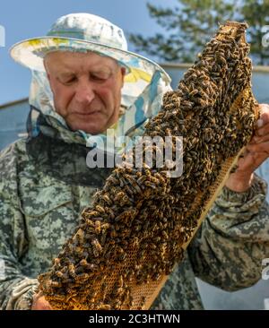 Il lavoro dell'apicoltore, l'apicoltore esamina, controlla e corregge i telai Foto Stock