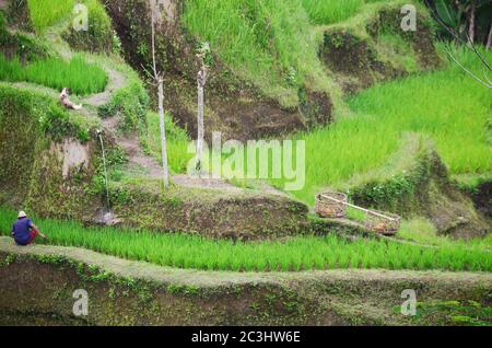 Le terrazze di riso Tegallalang a Ubud sono famose per le loro splendide scene di risaie e per il loro innovativo sistema di irrigazione Foto Stock