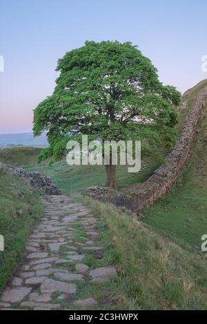 Sycamore Gap, sul Muro di Adriano, a Dawn Foto Stock