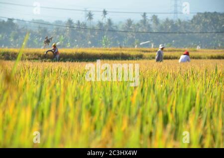 I contadini hanno occupato a raccogliere il risone a Ubud, Indonesia durante il caldo pomeriggio. Foto Stock