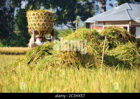 I contadini hanno occupato a raccogliere il risone a Ubud, Indonesia durante il caldo pomeriggio. Foto Stock