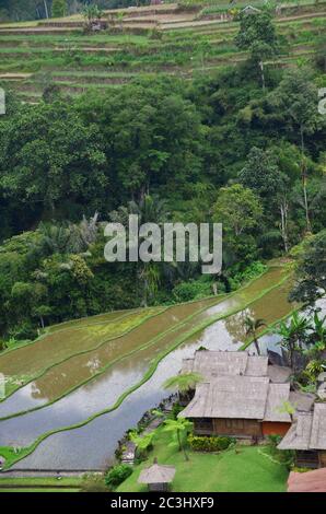 Le terrazze di riso Tegallalang a Ubud sono famose per le loro splendide scene di risaie e per il loro innovativo sistema di irrigazione Foto Stock