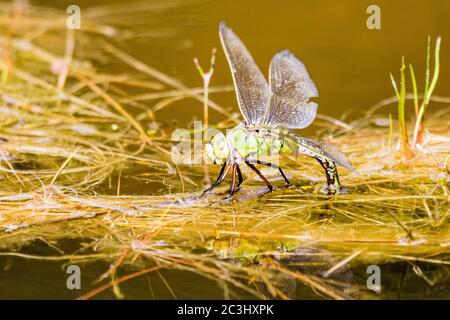 Aberystwyth, Ceredigion, Regno Unito. 20 Giugno 2020. REGNO UNITO. Una dragonfly femminile imperatore (Anas imperator) sta posando le sue uova in un laghetto di giardino. Le uova si schiudono e si sviluppano in ninfe che vivranno e caccieranno sott'acqua fino a quando non lasciano l'acqua salendo un gambo ed emergono come adulti lasciando un exuvia (caso) dietro. Il processo può richiedere fino a quattro anni. Credit: Phil Jones/Alamy Live News Foto Stock