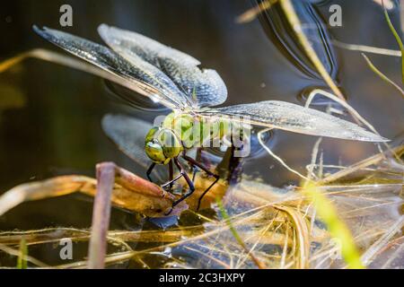 Aberystwyth, Ceredigion, Regno Unito. 20 Giugno 2020. REGNO UNITO. Una dragonfly femminile imperatore (Anas imperator) sta posando le sue uova in un laghetto di giardino. Le uova si schiudono e si sviluppano in ninfe che vivranno e caccieranno sott'acqua fino a quando non lasciano l'acqua salendo un gambo ed emergono come adulti lasciando un exuvia (caso) dietro. Il processo può richiedere fino a quattro anni. Credit: Phil Jones/Alamy Live News Foto Stock