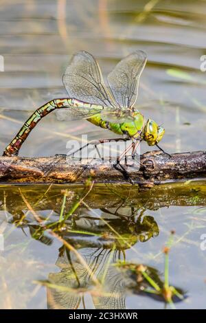 Aberystwyth, Ceredigion, Regno Unito. 20 Giugno 2020. REGNO UNITO. Una dragonfly femminile imperatore (Anas imperator) sta posando le sue uova in un laghetto di giardino. Le uova si schiudono e si sviluppano in ninfe che vivranno e caccieranno sott'acqua fino a quando non lasciano l'acqua salendo un gambo ed emergono come adulti lasciando un exuvia (caso) dietro. Il processo può richiedere fino a quattro anni. Credit: Phil Jones/Alamy Live News Foto Stock