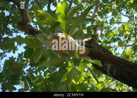 Felce di platycerium, anche noto Staghorn o Elkhorn. Una felce epifitica che cresce in natura, appesa ad un albero nella foresta pluviale ombreggiata di tugeti su G. Foto Stock