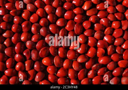 Semi rossi o perle di jumbie, dai baccelli dell'albero di Corallo di Acacia, o albero del tallone, conosciuto anche come Adenanthera pavonina Foto Stock