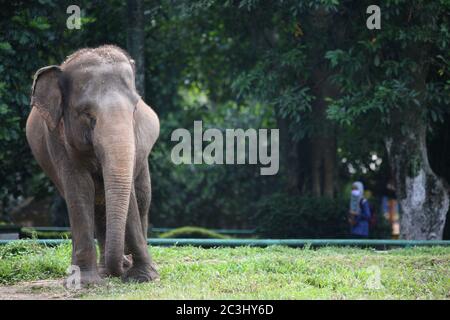 Giacarta, Indonesia. 20 Giugno 2020. I visitatori indossano maschere al Ragunan Wildlife Park, Jakarta, in Indonesia, sabato 20 giugno 2020. Nella terza settimana della fase di apertura della prima fase della nuova normale o transitoria delle restrizioni sociali su larga scala (PSBB), sono state riaperte numerose aree ricreative e giardini zoologici nella capitale Giacarta. Ma il Ragunan Wildlife Park limita il numero di visitatori a 1000 persone al giorno, con l'attuazione di rigorosi protocolli di salute. (Foto di Kuncoro Widyo Rumpoko/Pacific Press/Sipa USA) Credit: Sipa USA/Alamy Live News Foto Stock