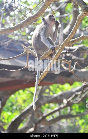 Mandala Suci Wenara Wana, o ben conosciuta come Foresta delle scimmie di Ubud, è il santuario e l'habitat naturale della scimmia balinese a coda lunga. Foto Stock