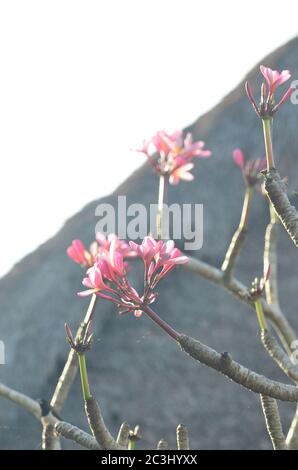 Bellissimi fiori di frangipani a Ubud, Bali. Il frangipani è un iconico albero tropicale che porta gruppi di fiori colorati e profumati. Foto Stock