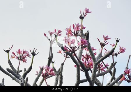 Bellissimi fiori di frangipani a Ubud, Bali. Il frangipani è un iconico albero tropicale che porta gruppi di fiori colorati e profumati. Foto Stock