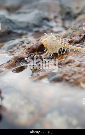 Murex è un genere di lumache di mare tropicali predatorie di medie e grandi dimensioni. Questi sono molluschi gasteropodi marini carnivori della famiglia Muricidae. Foto Stock