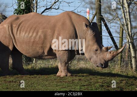 Un grande Rhino bianco in una fattoria Zoo a Bristol, Regno Unito Foto Stock