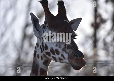 Una giraffa testa collo e viso con uno sfondo bokeh grigio e bianco Foto Stock